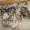 What Are the Health Risks of Mold Spores in the Air?