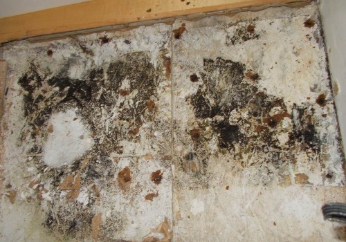 What Are the Health Risks of Mold Spores in the Air?